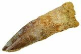Fossil Spinosaurus Tooth - Real Dinosaur Tooth #373727-1